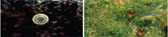 تخم (سمت راست) و لارو ( سمت چپ) کنه تارتن دولکه ای